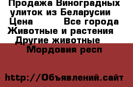 Продажа Виноградных улиток из Беларусии › Цена ­ 250 - Все города Животные и растения » Другие животные   . Мордовия респ.